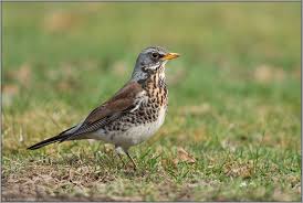 2 wacholderdrosseln #nikond7000 #vogelfotografie #riddagshausen #wacholderdrossel. Wunderschon Gefarbt Wacholderdrossel Turdus Pilaris