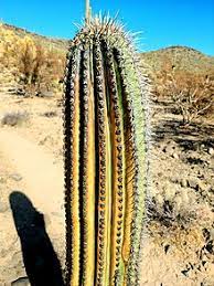 Legend that the wandering aztec people were to settle at a location where they would see an eagle on a cactus eating a snake; Phoenix Arizona Wikipedia