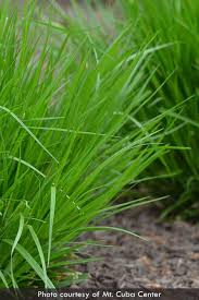 Image result for Carex johnstonii