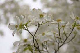 The flowers are very fragrant. Our Top 10 Favorite Trees This Year And How To Care For Them Alsip Home Nursery