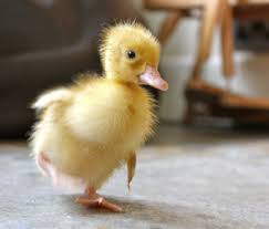 Ducks really enjoy their necks being pet as well. Why You Shouldn T Bring Home Ducklings Or Chicks This Easter