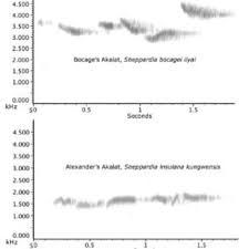 Image result for Rytigynia kiwuensis