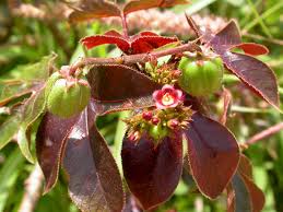 Image result for Jatropha gossypiifolia