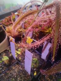 Image result for Genlisea