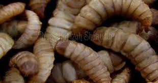 Meskipun lebah bersengat lebih dikenali meluas. Nur Hafizah Sharudin S Blog Black Soldier Fly Bsf Antara Potensi Dan Ancaman