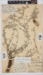 Image result for Vernonia adenocephala