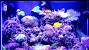 Saltwater Tank Decoration Ideas