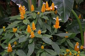 Image result for Pachystachys