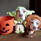 Spooky Pooch at The Dog Bar event in St. Petersburg, FL