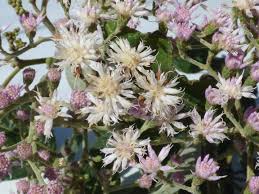 Image result for Vernonanthura polyanthes