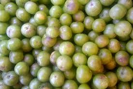 Image result for Phyllanthus confusus