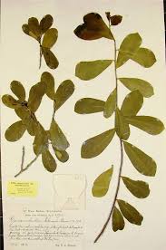 Image result for Canellaceae