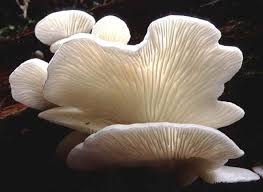 Pleurocybella Porrigens Stuffed Mushrooms Oyster Pearl Mushroom Species