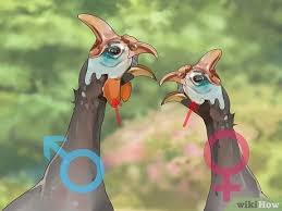 We have them in different age groups. 3 Ways To Tell The Sex Of Guinea Fowl Wikihow