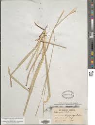 Image result for Chrysochloa
