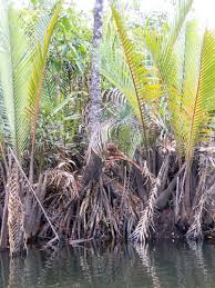 Image result for Rhizophoraceae