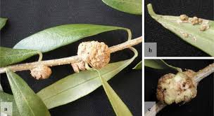 Image result for pseudomonas savastanoi pv nerii oleander symptoms