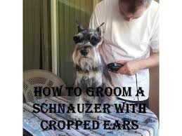 Check spelling or type a new query. How To Groom A Schnauzer With Cropped Ears Youtube