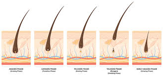 Each phase lasts for a different length of time. Hair Transplant Turkey Female Pattern Hair Loss