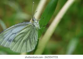 Image result for Pieris napi