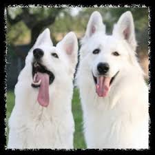 White Swiss Shepherd Serenospirit Twitter