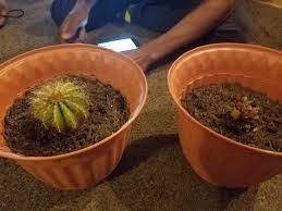 If they feel light i water. Finally Got Big Pots For My Balloon Cactus And Mimicry Plant How Much Water Should I Give Them Marijuanaenthusiasts