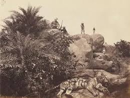 1876 1877 1878 1879 Tiger hunting sport in British India,… — PICRYL - Public Domain Media Search Engine