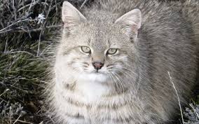 Los felinos (felinae) son la subfamilia más importante de la familia felidae, pues incluye 13 de los 18 géneros de esta. 21 Ideas De Leopardus Colocolo Colocolo Gatos Felinos