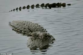 Gator II