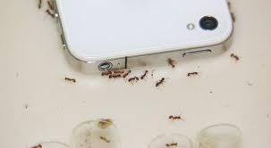 Effets Effrayants Des Ondes De Telephone Portable Sur Les Fourmis Bio A La Une