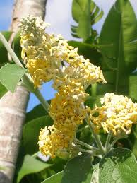 Image result for Buddleja madagascariensis