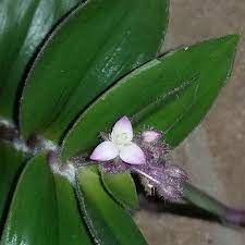 Bart, sarah, & ty jones operate red hill farms, a 7th generation family farm on the rolling hills of northern middle tennessee and south central kentucky. Tradescantia Cerinthoides Syn Tradescantia Blossfeldiana Tradescantia Red Hill Flowering Inch Plant In Gardentags Plant Encyclopedia