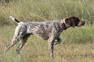 German Shorthaired Pointer Puppies for Sale
