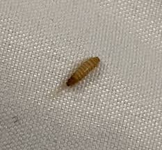 We were recently deep cleaning our kitchen drawers and peeled away drawer liners that have been there for many years. Pest Identification Photos Pest Control Canada