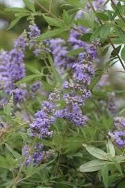 Image result for Vitex amaniensis