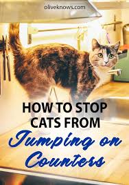 How To Stop Cats From Jumping On Kitchen Counters Finally Oliveknows Cats Kitten Care Cat Care