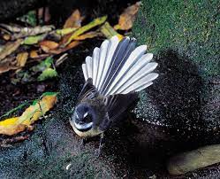 Silence Of The Fantails New Zealand Geographic