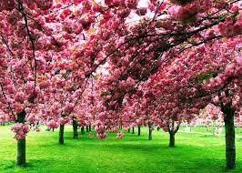 5% coupon applied at checkout save 5% with coupon. Where To See Cherry Blossoms In The Us The Complete List