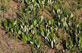 Image result for Parinari capensis