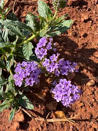 Image result for Heliotropium amplexicaule