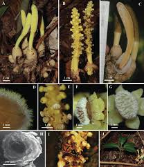 Image result for Balanophoraceae