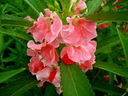 Bunga ini memiliki beragam warna yang sangat menarik seperti merah, pink, orange, putih hingga ungu. Ciri Ciri Tanaman Pacar Air Beserta Manfaatnya Bibitbunga Com