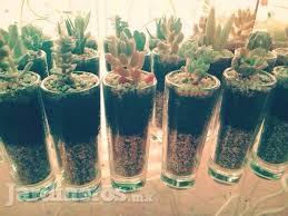 Si eres de los que gustan dedicar si te apacionan los cactus pero no eres muy paciente en esto de la jardineria, te ofrecemos los mas hermosos y coloridos cactus artificiales. Cactus Plantas Suculentas Y Arreglos Ornamentales Cactiplant Jardineros Mx