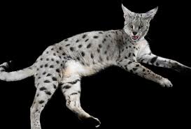 Two male f1 boys available. Savannah Cat Size Diet Temperament Price