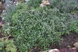 Image result for Cotoneaster microphyllus