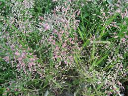 Image result for Eragrostis moggii
