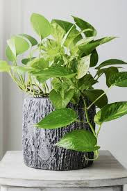 Living plants make bathrooms more pleasant places for users, improving the decor and air quality. 20 Best Bathroom Plants High Humidity Plants