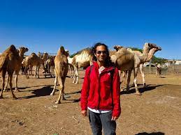 You can get food by drinking its. Visiting A Camel Market In Hargeisa Somalia