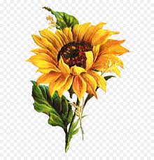 Here matahari vektor png on pngimg.app you can browse and download 100000+ free png images straight to bunga matahari vektor png, gambar bunga matahari kartun, gambar bunga matahari. Umum Bunga Matahari Gambar Seni Gambar Png