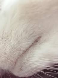 But as we age errors accumulate in our dna, leading to collagen loss. My Cat Has Some Strange Black Spots On Her Lips They Look Somewhat Like Blackheads What Could They Be And How Do I Treat Them Petcoach
